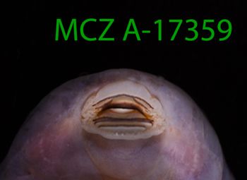 Media type: image;   Herpetology A-17359 Description: Specimen photo;  Aspect: toothrows